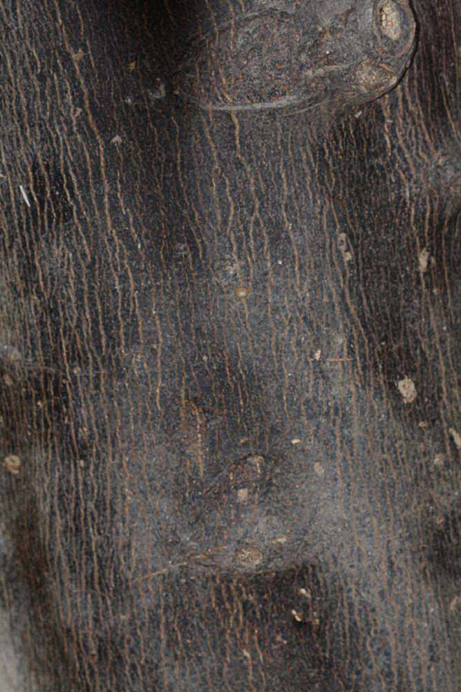            Bark (Riverside, CA)   